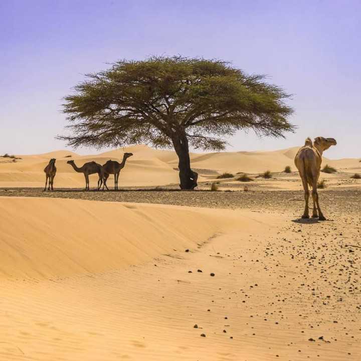 Самые большие пустыни африки - краткое описание, фото и карты