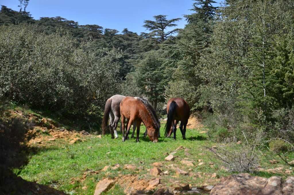 Национальные парки Алжира: Тассилин-Аджер, Ахаггар, Джурджура