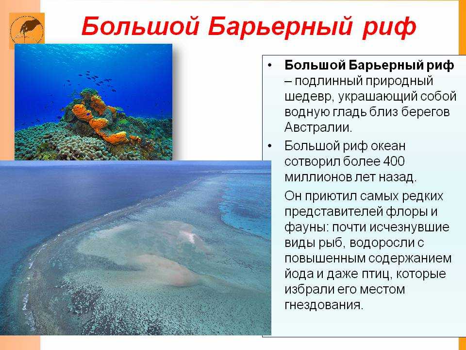 Большой барьерный риф: описание, флора и фауна