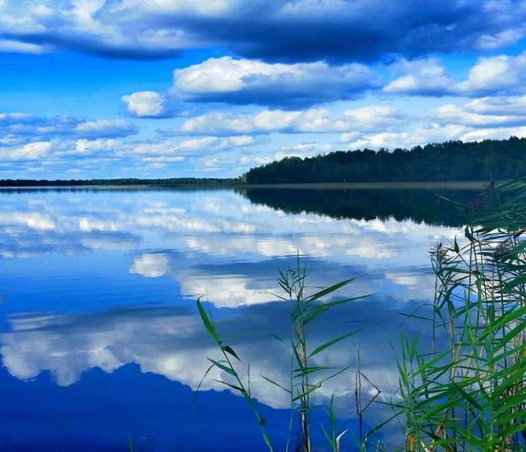 Фауна | национальный парк браславские озера