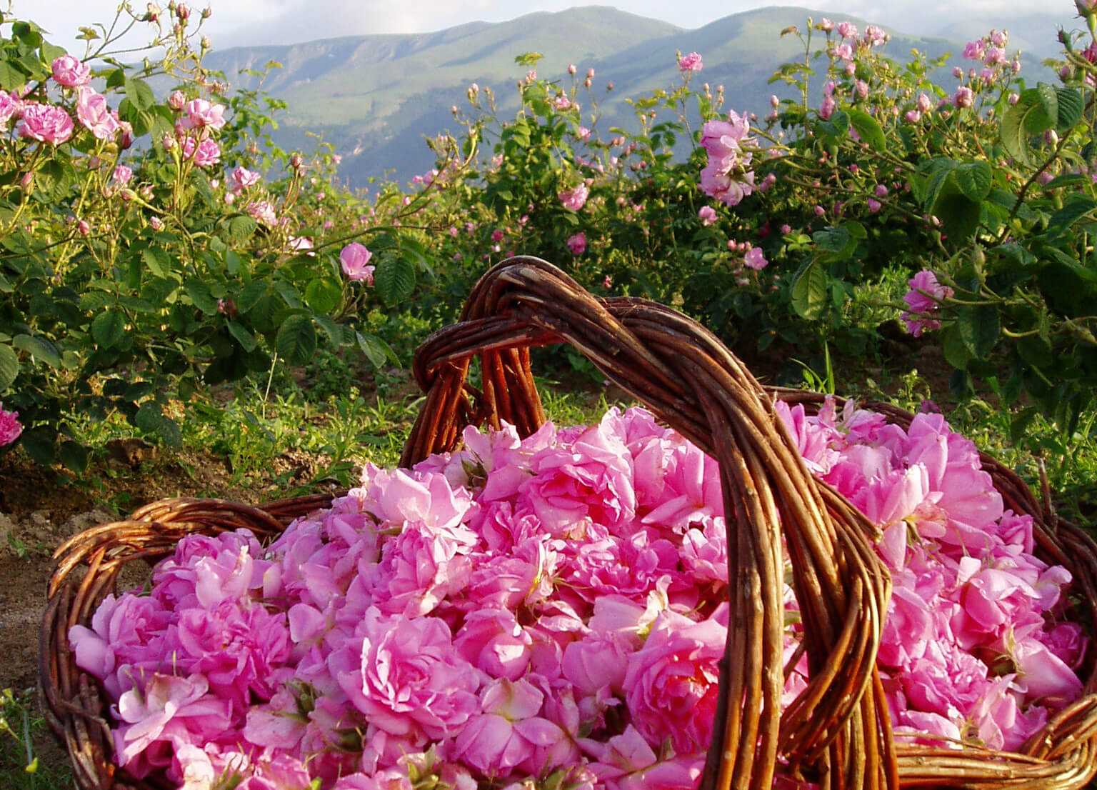 Дамасские розы Болгария