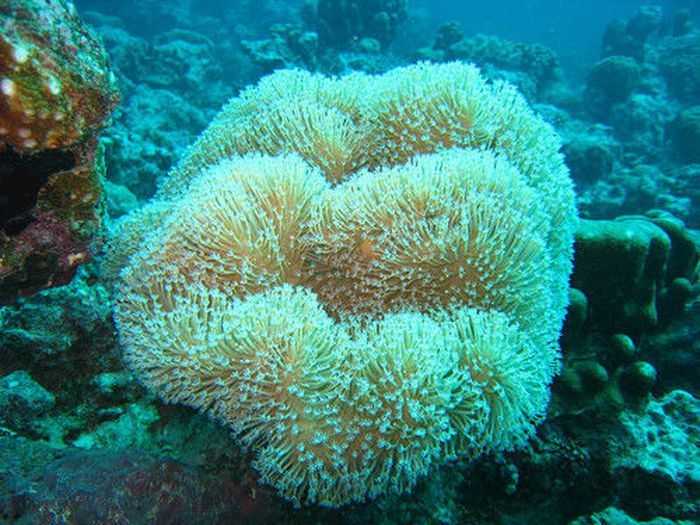 Температура воды в коралловом море