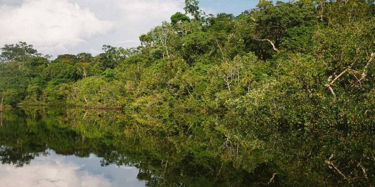 Река амазонка