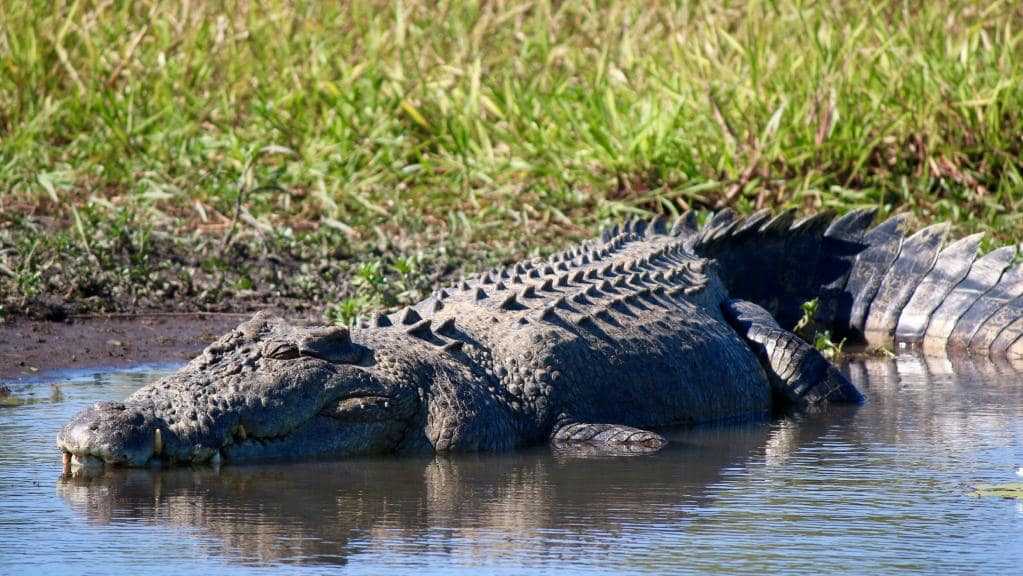 Задумчивый заплыв по реке окаванго с крокодилами и бегемотами