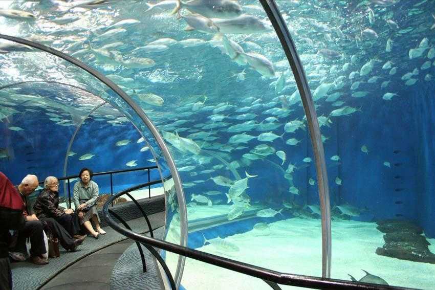 Сиднейский аквариум sea life - sea life sydney aquarium