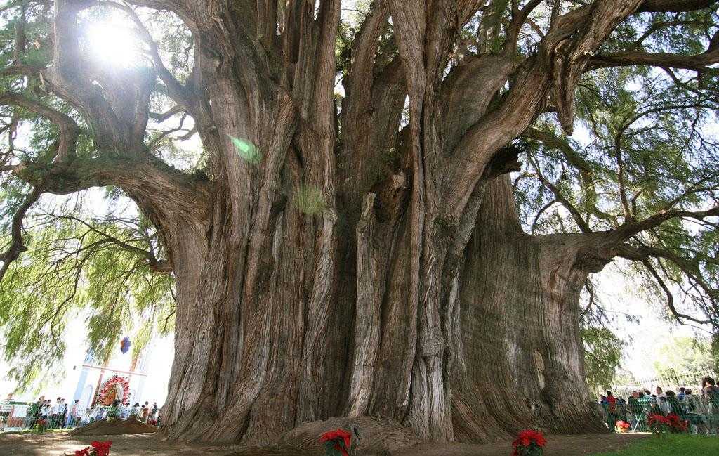 Дерево жизни - tree of life - abcdef.wiki