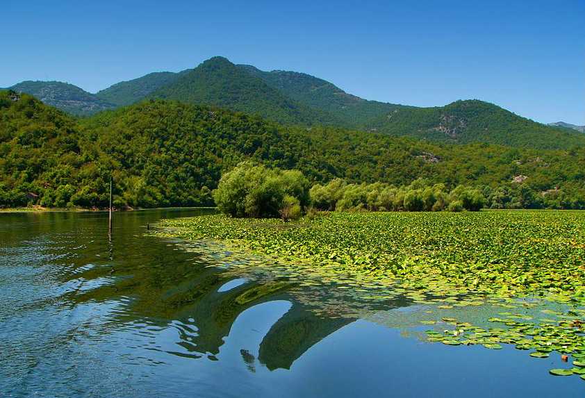 Скадарское озеро в черногории