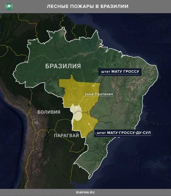 Пантанал — лучший заповедник в бразилии для наблюдения животных
