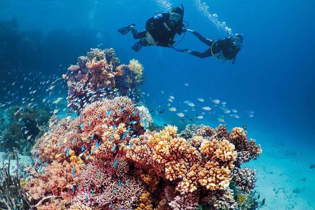 Удивительный мир кораллового рифа, близ берегов австралии