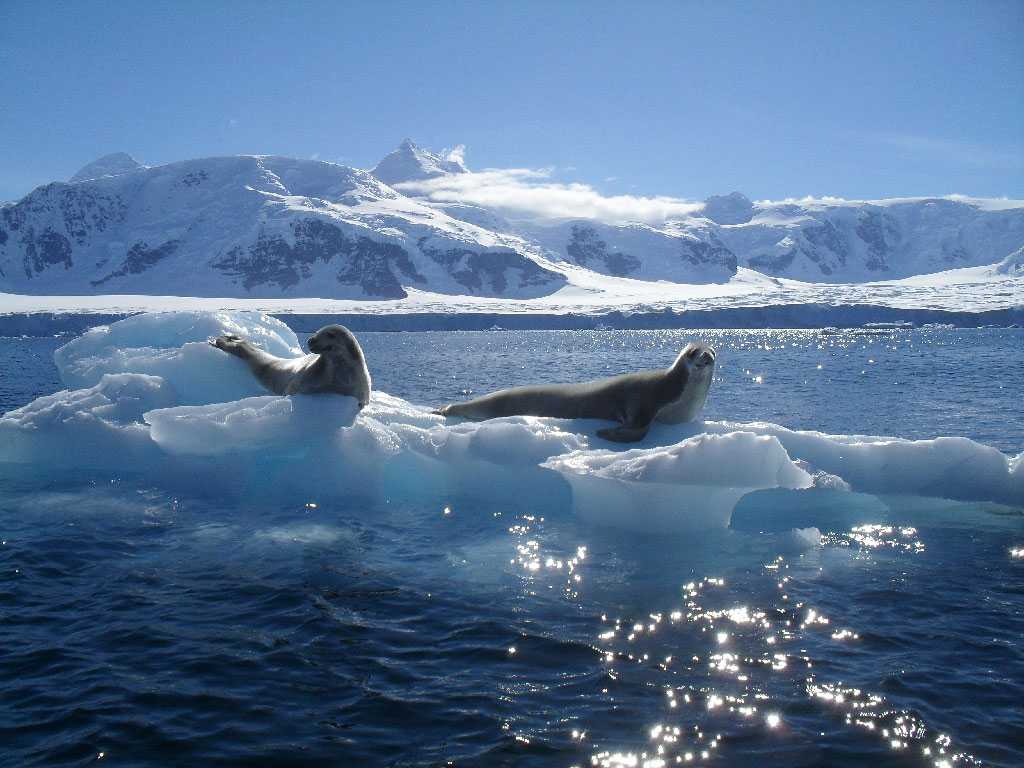 Море росса — антарктида — планета земля