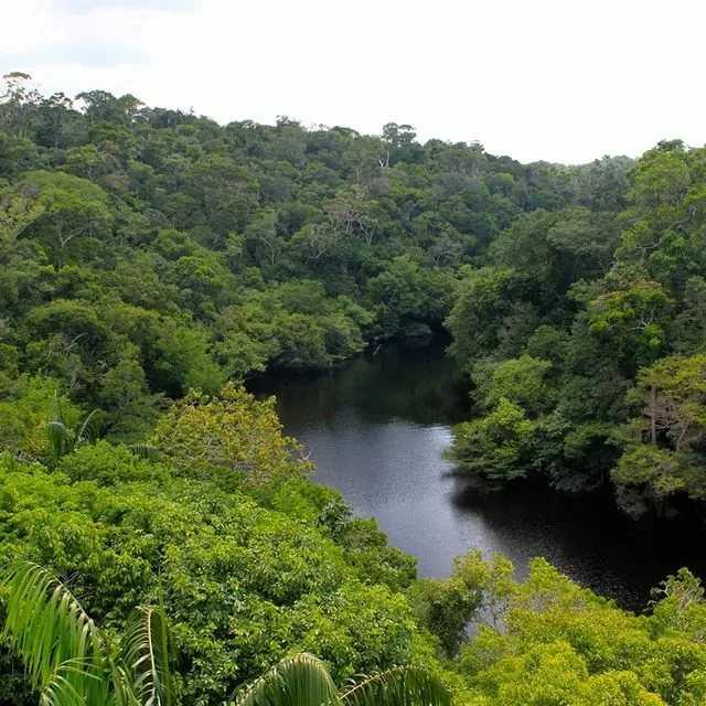 Кеймада-гранди - змеиный остров бразилии. описание фото