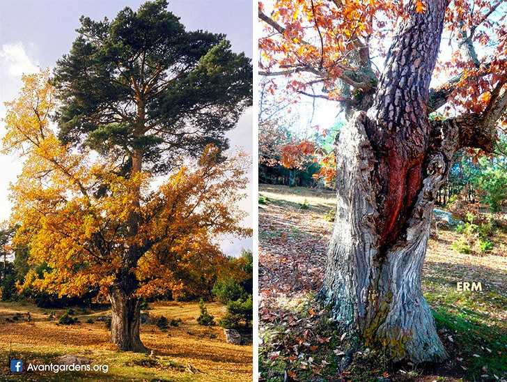 12 уникальных деревьев, которые обязательно надо увидеть