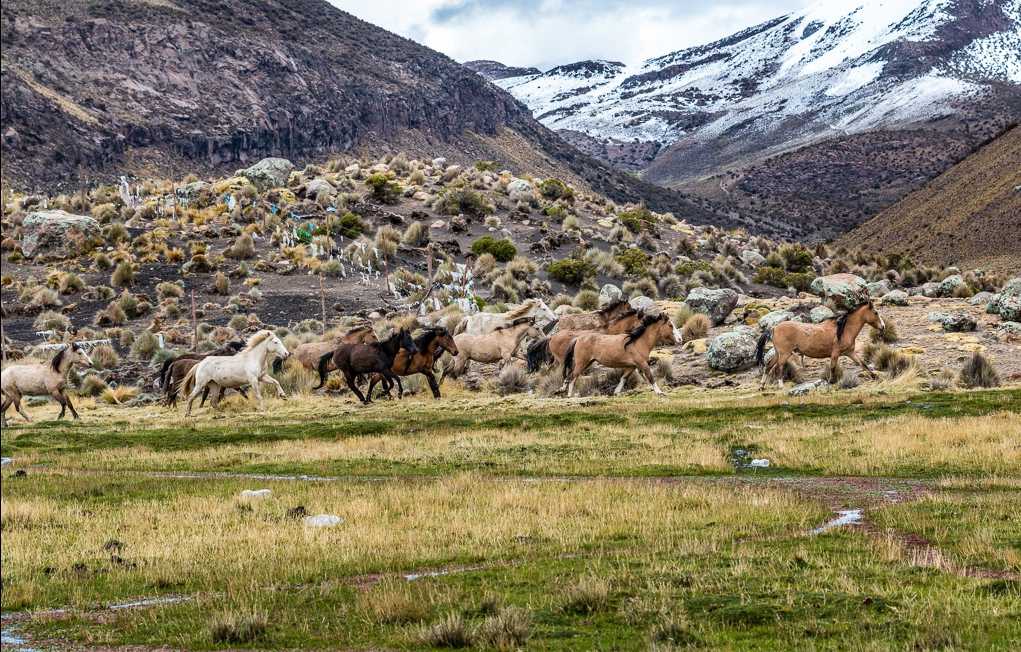 Фото Национального парка Сахама в Боливии. Большая галерея качественных и красивых фотографий Национального парка Сахама, которые Вы можете смотреть на нашем сайте...