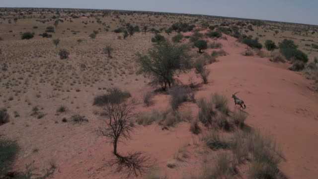 Пустыня калахари, ботсвана: описание, фото, где находится на карте, как добраться • terra-z