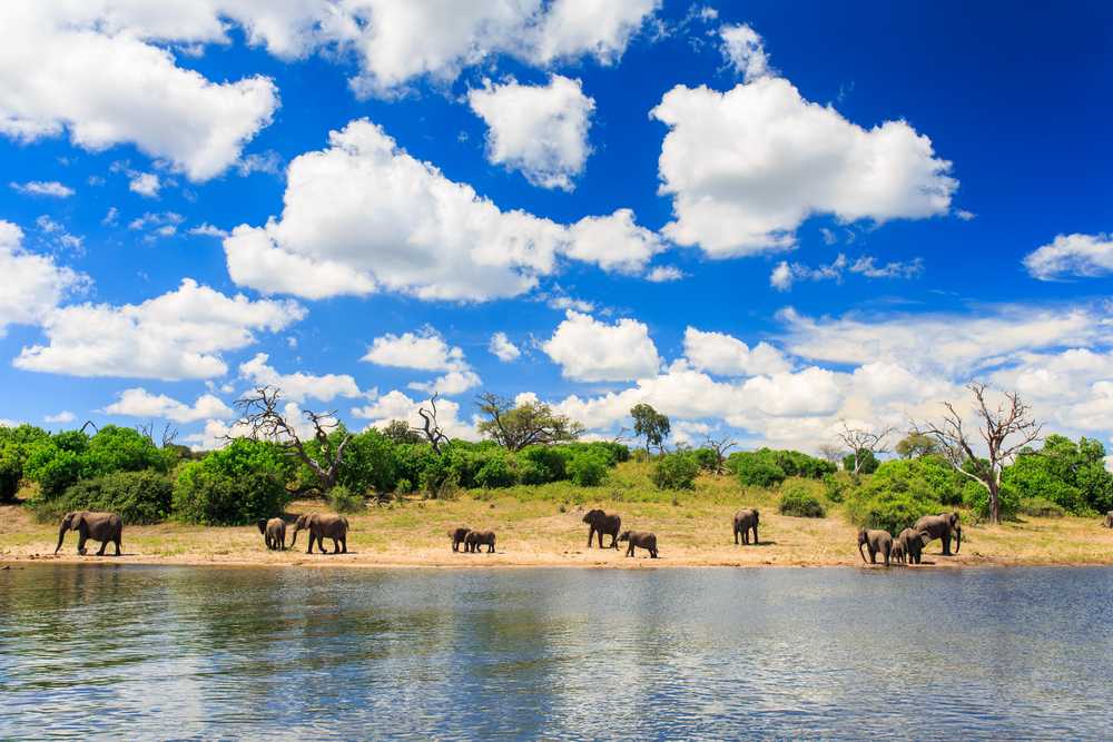 Авиа сафари класса люкс в национальных парках ботсваны, заповедники чобе и мореми, 9 дней