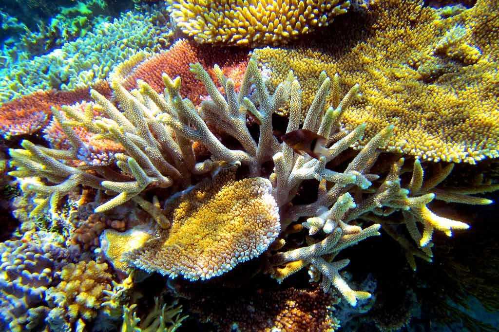 Обитатели крупнейшего в мире кораллового рифа — большого барьерного рифа