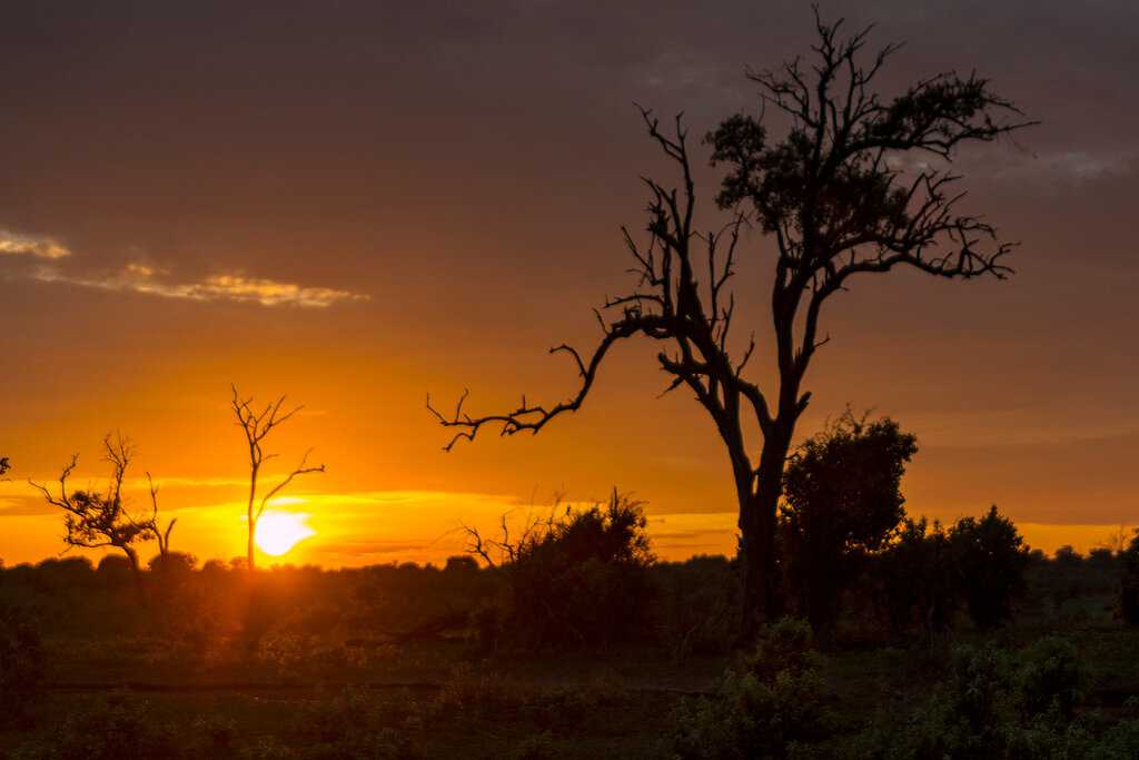 Из намибии в ботсвану - животные национального парка чобе