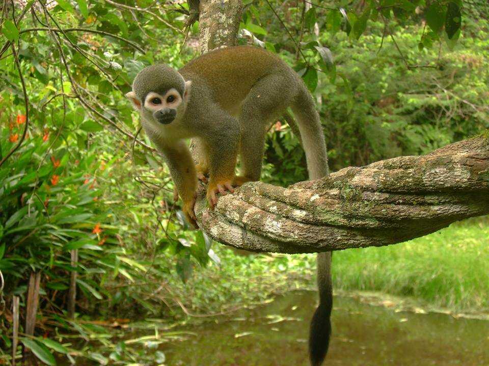 Животные амазонии: "невероятный тропический мир"⚡