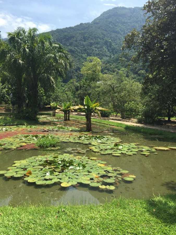 Ботанический сад рио-де-жанейро