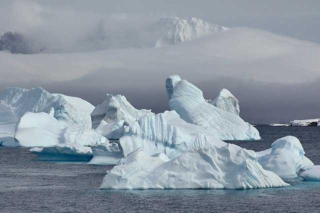 Загадочные обитатели антарктических морей | хронотон