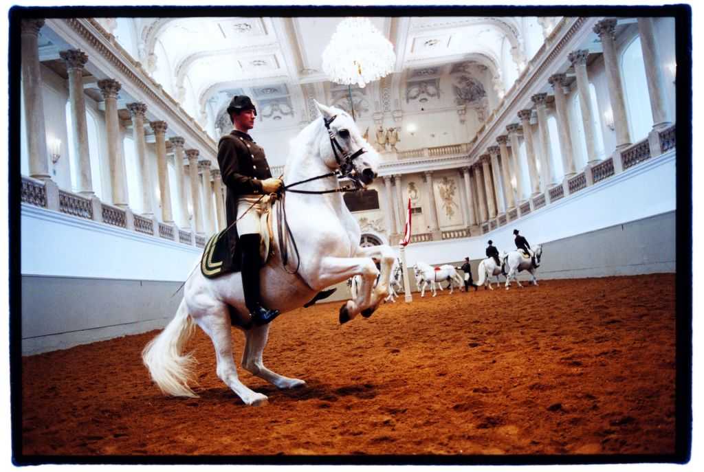 Испанская школа верховой езды — уникальное заведение в центре Вены Это старейшая школа верховой езды в мире, последняя, где обучают всадников и лошадей классической церемонии выводки