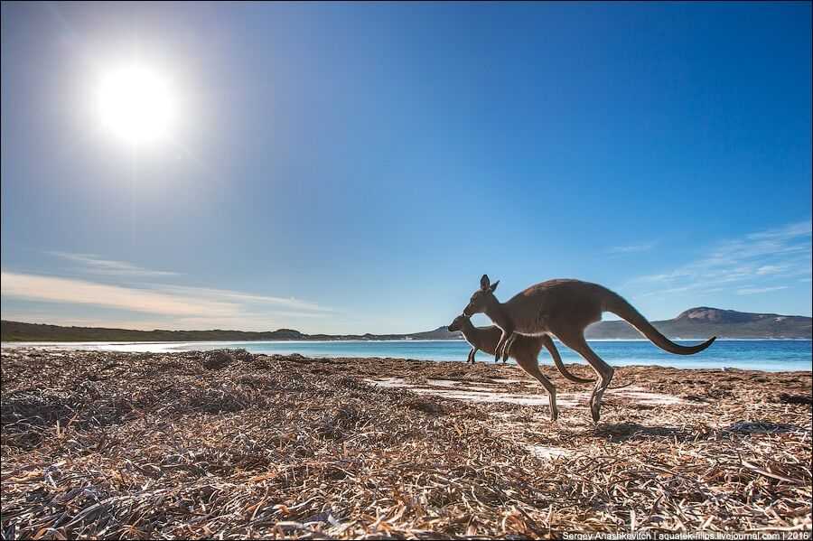 Австралия - история - природа - животный мир