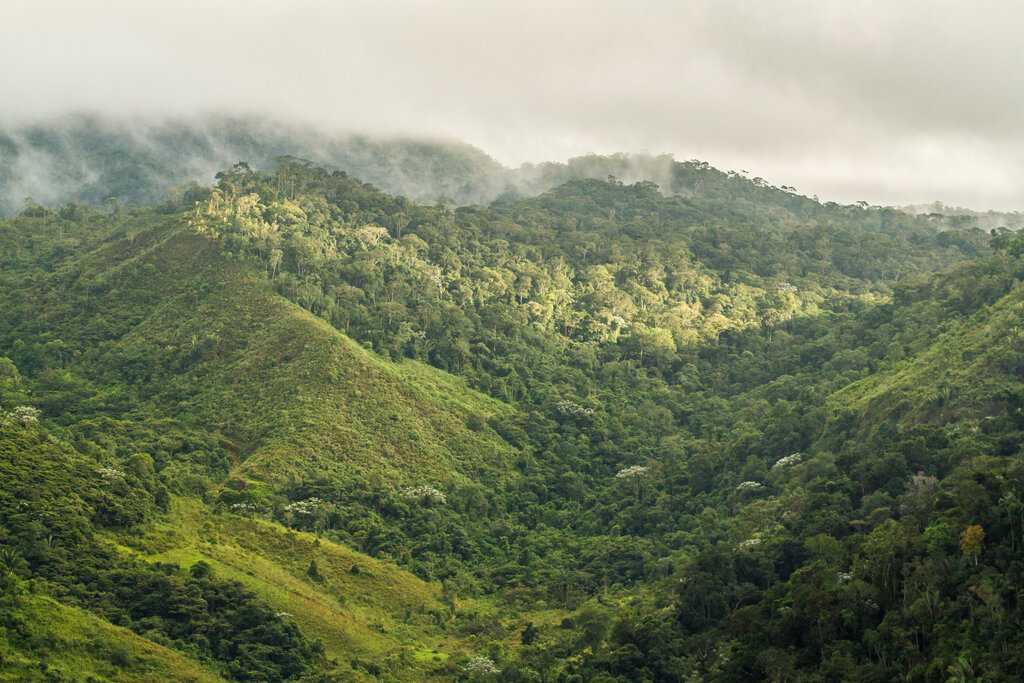 Национальный парк Эмас – бразильский резерват, созданный для охраны лесистой тропической саванны или «кампос серрадос», которая считается самой биологически разнообразной саванной планеты.