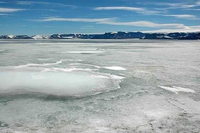 Загадочные обитатели антарктических морей | хронотон