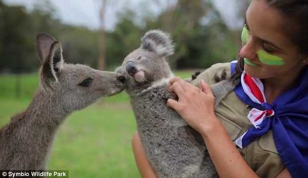 Остров филиппа - коалы, вомбаты и кенгуру в австралии