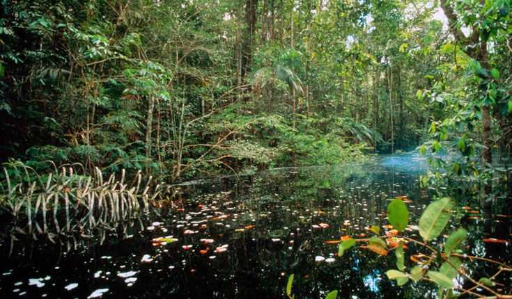Амазонские тропические леса — циклопедия
