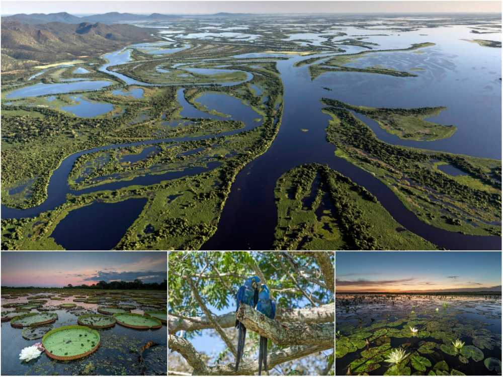 Самые интересные факты об опаснейшей реке на земле — амазонке — staff-online
