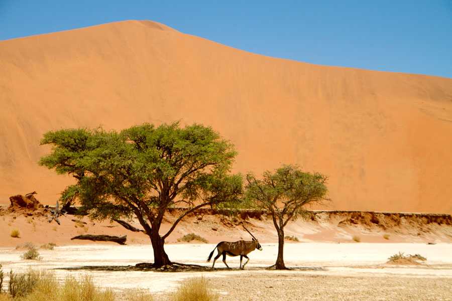 Крупнейшие пустыни, расположенные в африке – характеристика, фото и карты