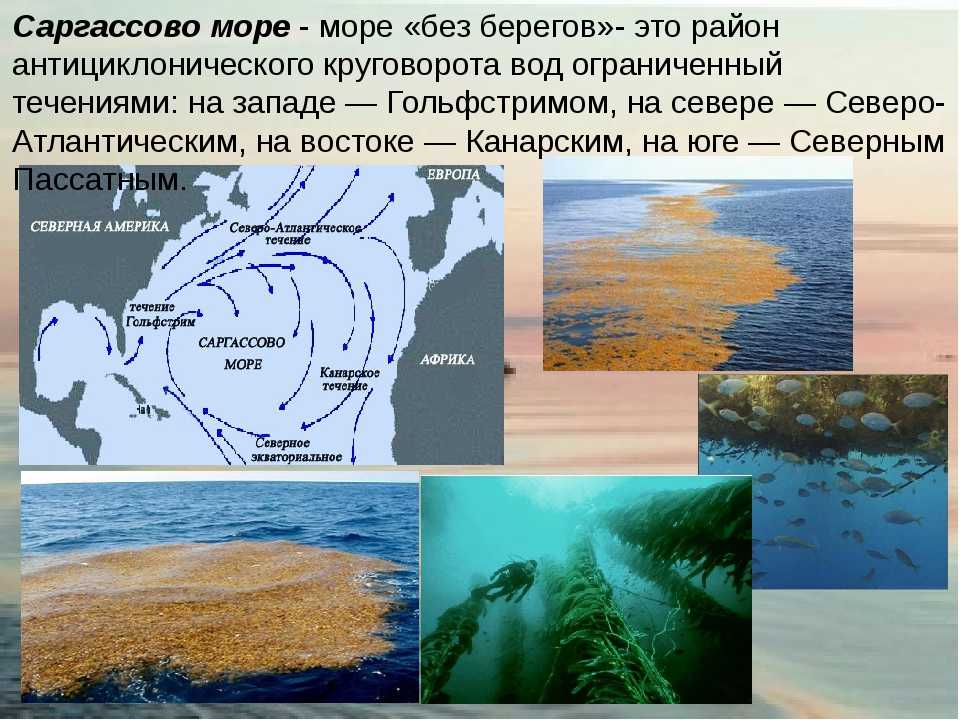 Интересные факты о саргассовом море