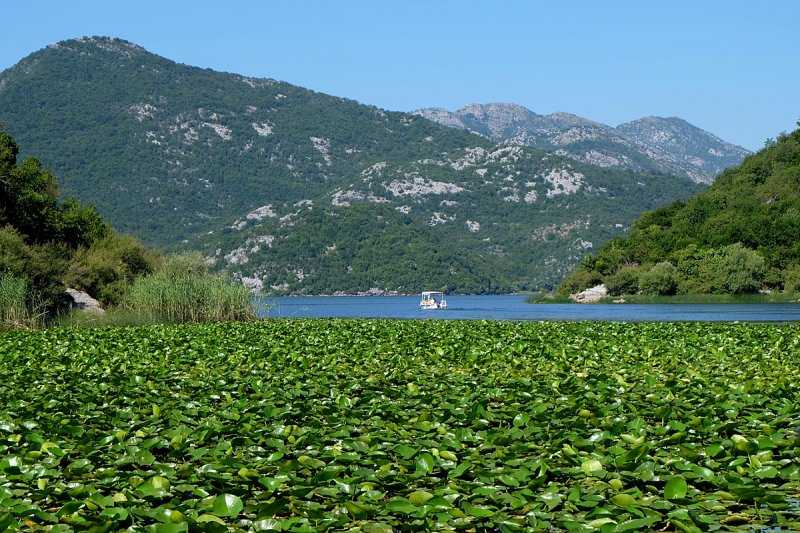 Скадарское озеро, черногория — города и районы, экскурсии, достопримечательности скадарского озера от «тонкостей туризма»