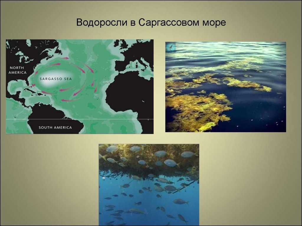Интересные факты о саргассовом море | vivareit