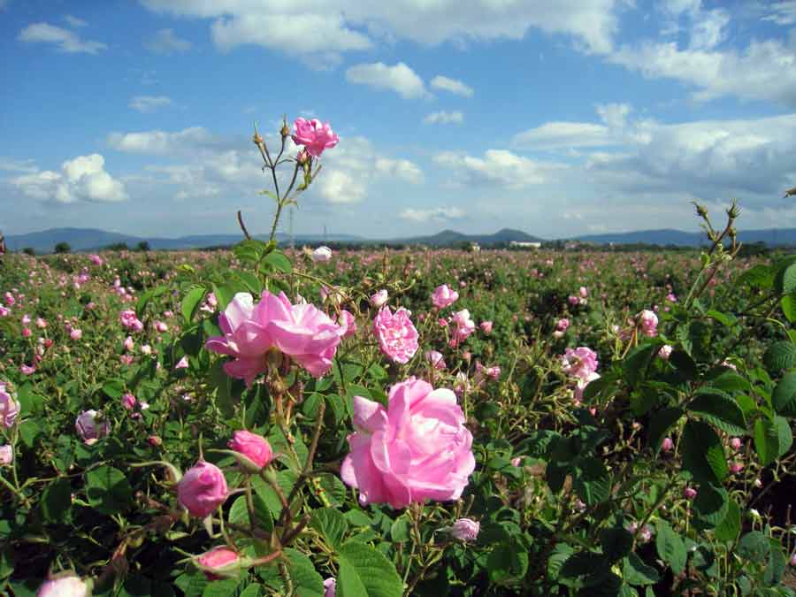 Долина роз, болгария — города и районы, экскурсии, достопримечательности долины роз от «тонкостей туризма»