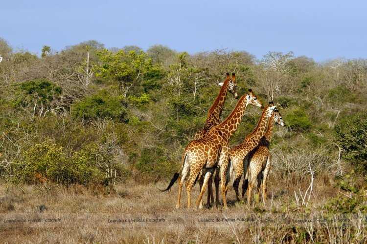 Национальный парк Кисама — самый старый и известный заповедник Анголы, начинающийся в 70 км от ее столицы – Луанды