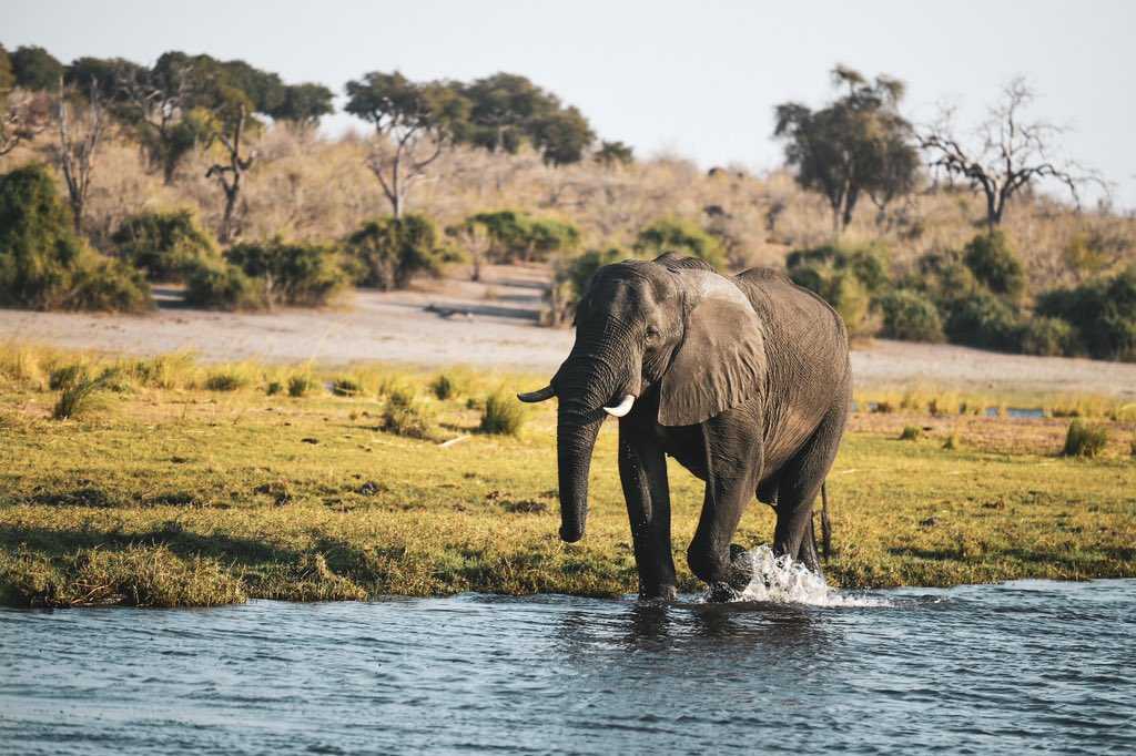 Национальный парк Чобе — старейший национальный парк на территории Ботсваны и третий по величине в этой стране. Он занимает площадь в 10 566 км². Чобе был основан в 1967 году, хотя первая охраняемая территория, пусть и существенно меньшая по размерам, был