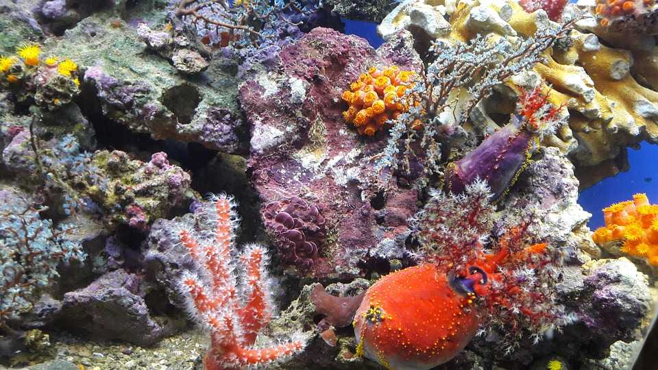 Коралловое море - обитатели, климат, интересные факты