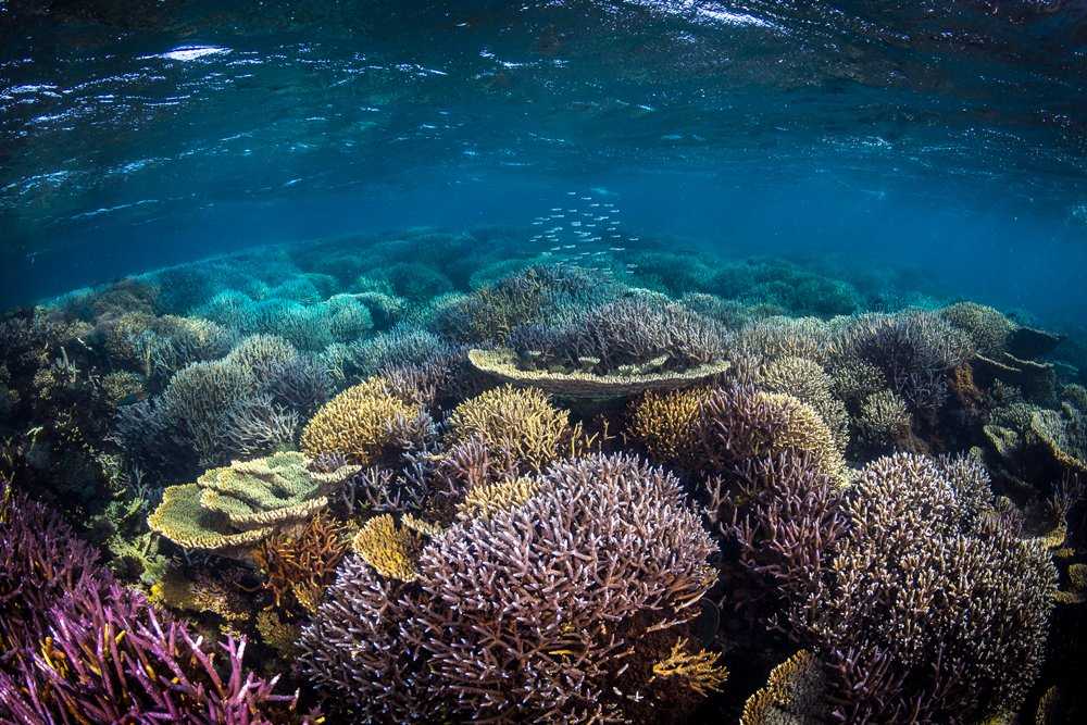 Животные крупнейшего в мире кораллового рифа - большого барьерного рифа