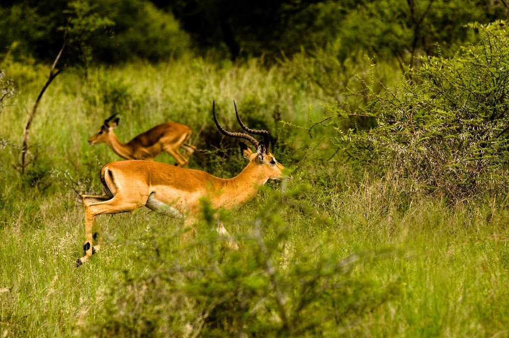 Дикая природа ботсваны - wildlife of botswana