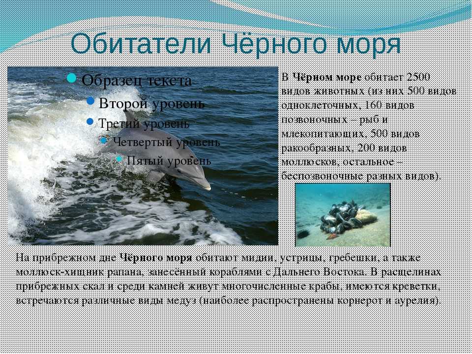Черное море - глубина, температура воды, фото, карта, курорты