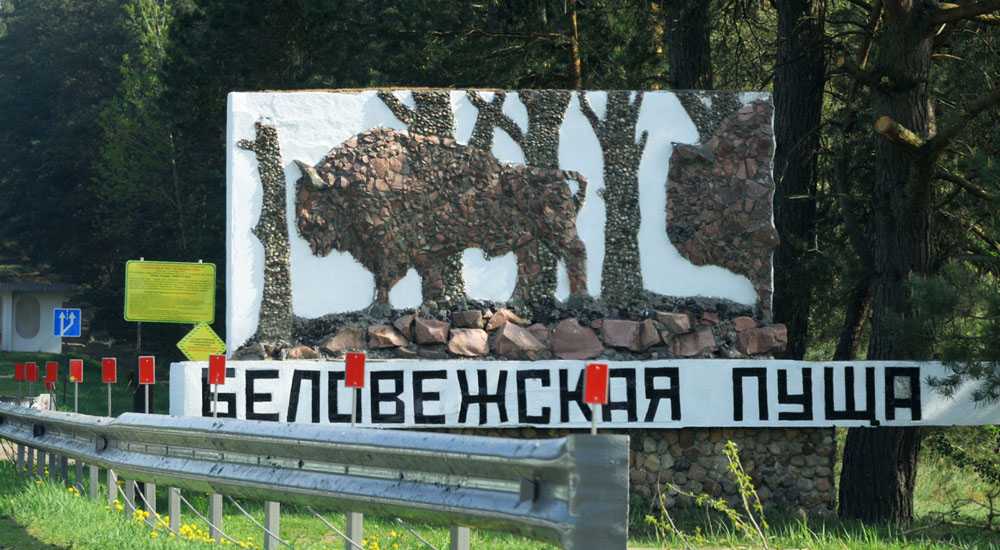 Беловежская пуща 2021, как доехать, что посмотреть и где остановиться в беловежской пуще - адпачынак by