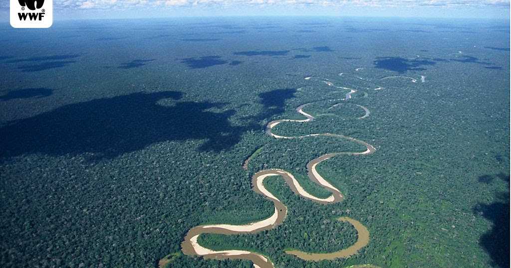 Леса амазонки