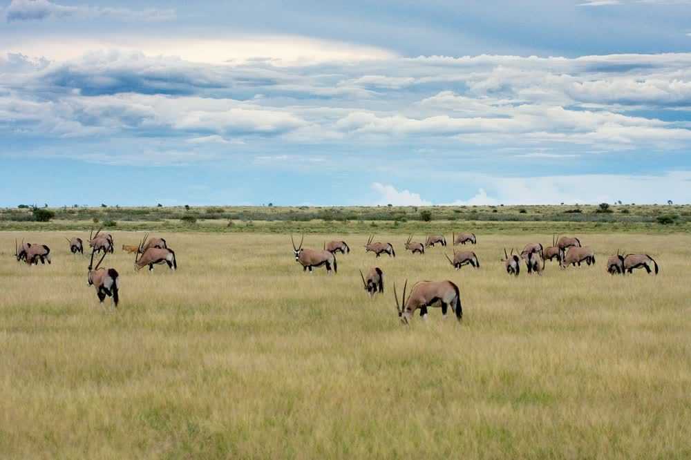 Ботсвана. central kalahari game reserve | by mila | medium