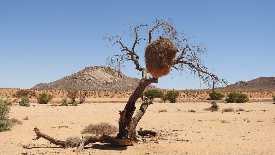 Сахара: описание, интересные факты (фото, видео)