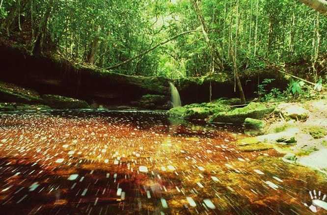 Национальный парк Жау – один из самых крупных природных резерватов Бразилии, созданный в 1980 году для охраны экваториальных дождевых лесов в бассейне притоков Амазонки.