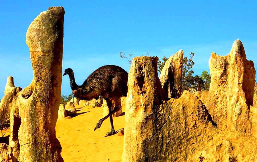 Пустыни австралии. австралийские пустыни, растительность, животный мир.
