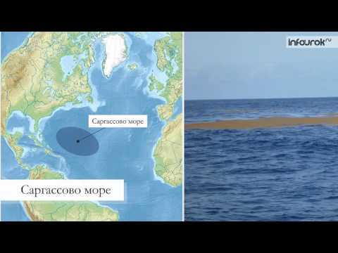 Саргассово море — северная америка — планета земля
