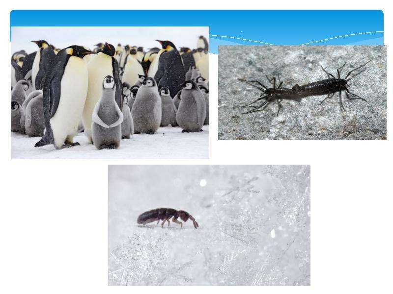 Достопримечательности Антарктиды с описанием, качественными фото и видео В нашем списке есть все главные достопримечательности Антарктиды с возможностью просмотра на карте